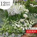 ホワイトガーデン宿根草苗セット 12種 計12ポットセット 安心の育て方メモ付き STS