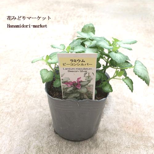 花苗　　ラミューム 　ビーコンシルバー　2.5〜3号ポット苗　花色 ピンク　ラミウム カラーリーフ