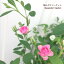 ■ミニバラ ミサキ 5号ポット 開花株