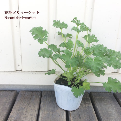 虫除け効果のある植物おすすめ7選 虫除けになる育てやすい植物をご紹介 Kurashi No