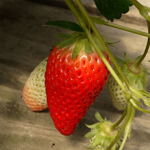 【5個セット】 いちご苗 宝交早生 / ホウコウワセ 3号苗 計5ポットイチゴ家庭菜園 ベランダ コンテナ 定番 人気 育てやすい 初心者のサムネイル