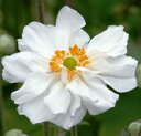 秋明菊 (シュウメイギク)ホワールウインドウ 八重咲き 白花...