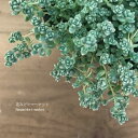 セダム ダシフィルム2.5〜3号ポット苗多肉植物 花苗 多年草 観葉植物 ドライガーデン グランドカバー カラーリーフ