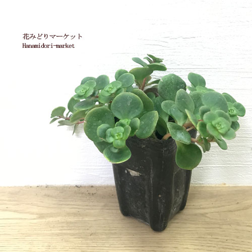 セダム マキノイ 緑葉 丸葉万年草 (マルバマンネングサ) 3号ポット苗グランドカバー 宿根草 観葉植物 インテリアグリーン　多肉植物のサムネイル