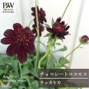 チョコレートコスモス チョカモカ 3号ポット苗 PW プルーヴンウィナーズ 宿根草 香り 花苗 多年草