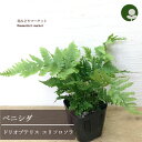 【単品 / 3個セット】ベニシダ ドリオプテリス エリスロソラ3〜3.5号ポット苗イングリッシュガーデン 宿根草 耐寒性シダ ハーディファーン 日陰 シェード ...