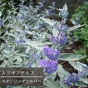 【単品 / 3個セット】カリオプテリス / ダンギク スターリングシルバー 2.5〜3.5号ポット苗花苗 多年草 宿根草 秋 耐寒性 耐暑性 イングリッシュガー...