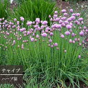 チャイブ 3号ポット苗家庭菜園 ベランダ菜園 香り 宿根草 球根 ハーブ苗 多年草 花苗