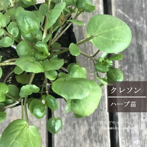 【2個セット】 クレソン 3号ポット苗 計2ポットハーブ苗 家庭菜園 ベランダ プランター 野菜苗 多年草 ハーブ キッチンハーブ ポタジェ