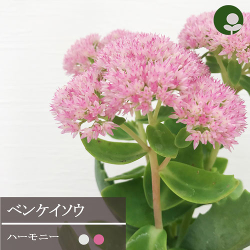 ベンケイソウ セダム ハーモニー ピンク ホワイト 全2色 3号ポット 苗 花苗 多肉植物 宿根草 多年草 耐寒性 耐暑性 ピンク ホワイト　多肉植物