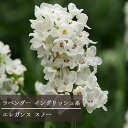【単品 / 3個セット】ラベンダー イングリッシュ系 エレガンススノー 3号ポット苗香り ホワイト 白 イングリッシュガーデン 宿根草 ハーブ苗 花苗 多年草