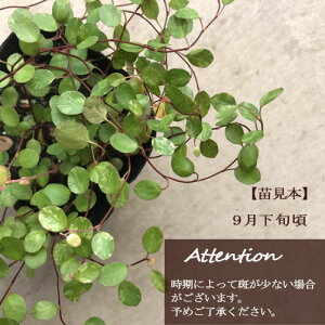 ワイヤープランツ斑入りスポットライト3号ポット苗カラーリーフ寄せ植え観葉植物