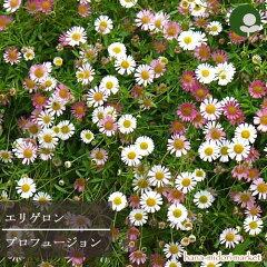 https://thumbnail.image.rakuten.co.jp/@0_mall/hanaipn/cabinet/05630305/05630307/sep2/imgrc0077992690.jpg