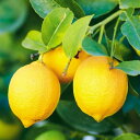 レモン ビアブランカ 5号ポット苗 果樹苗 柑橘
