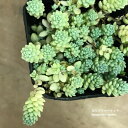 【単品 / 3個セット】セダム ダシフィルム シルバーローズ 3号ポット苗 多肉植物