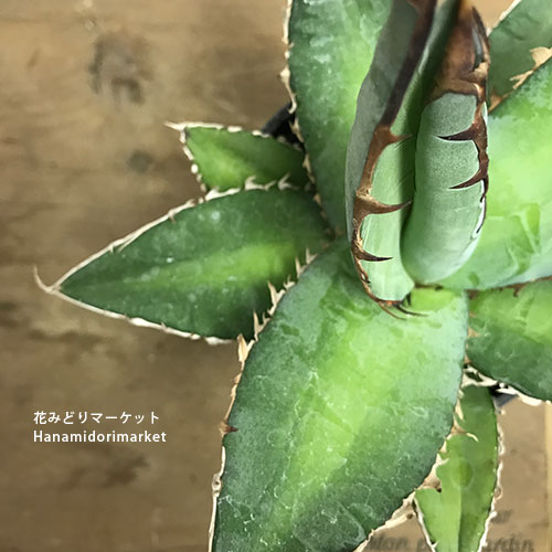 アガベ チタノタブルー 3.5号ポット実生苗多肉植物 ドライガーデン 大型 耐寒性 インテリアグリーン