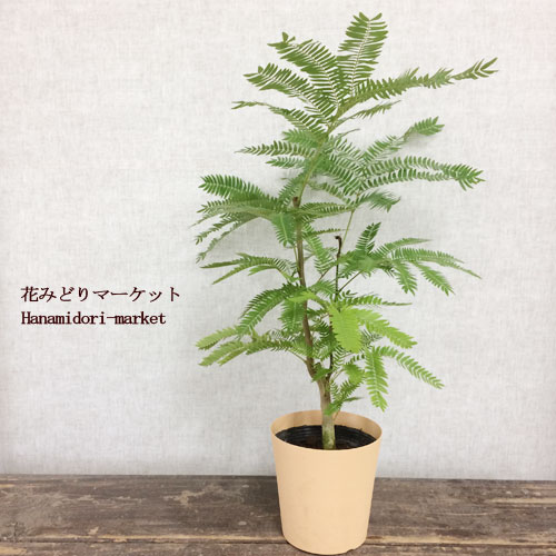 花みどりマーケット 楽天市場店 観葉植物のおすすめ家具 インテリア 全43件 Roomclip ルームクリップ 花みどりマーケット 楽天市場店 観葉植物のおすすめ家具 インテリア 全43件 Roomclip ルームクリップ