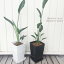 ストレリチア ノンリーフ ユンケア(ユンセア) 6号プラ鉢【鉢皿付き】 観葉植物 インテリアグリーン ギフト プレゼント バレンタイン