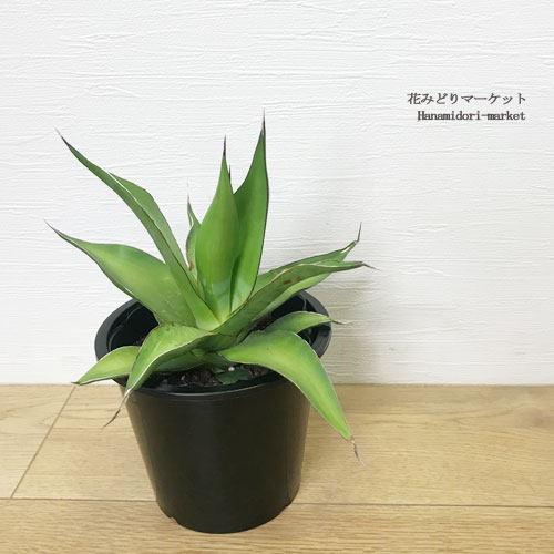 アガベ チャザロイ（チョザロイ） 5号ポット実生苗多肉植物　観葉植物　ドライガーデンのサムネイル