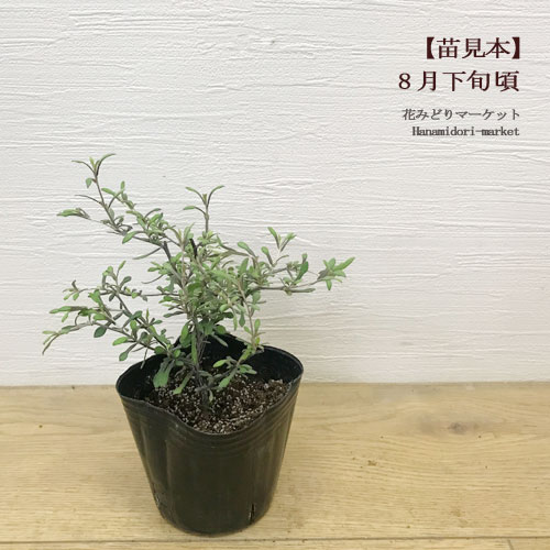 コロキア コトネアスター / コトネアステル 3号ポット苗花苗 多年草 宿根草 シュラブ 灌木 寄せ植え カラーリーフ 観葉植物のサムネイル