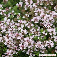 楽天市場 タイム 這性 クリーピングタイム ピンク花 3号ポット苗花苗 ハーブ苗 多年草 グランドカバー イングリッシュガーデン 香り 宿根草 ピンク 花みどりマーケット 楽天市場店 楽天市場 タイム 這性 クリーピングタイム ピンク花 3号ポット苗花苗 ハーブ苗 多年草 グランドカバー イングリッシュガーデン 香り 宿根草 ピンク 花みどりマーケット 楽天市場店