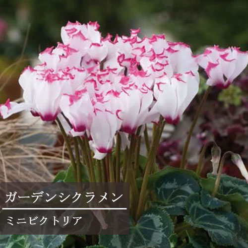 ガーデンシクラメン ミニビクトリア 3号ポット苗花苗 花壇 寄せ植え 秋 冬 鉢花 耐寒性 シクラメン フリンジ フリル