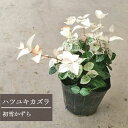 【単品 / 3個セット】ハツユキカズラ 3号ポット苗カラーリーフ 寄せ植え グランドカバー 寄せ植え 鉢花 花苗 多年草 宿根草 初雪かずら 初雪カズラ