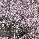 【単品 / 3個セット】宿根カスミ草 八重咲き ピンク 3.5号ポット苗花苗 多年草 宿根草 イングリッシュガーデン 切り花 初夏 夏