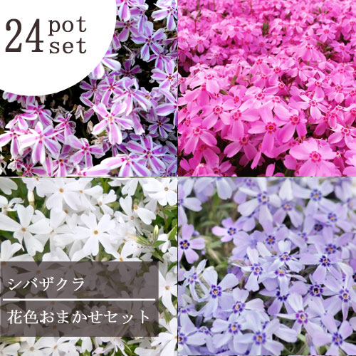 【24個セット】芝桜 シバザクラ 花