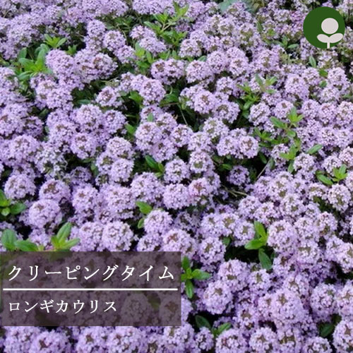 育てやすい多年草！ほったらかしで毎年咲く花の種・苗のおすすめは？