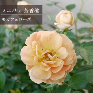 【C】【芳香性ミニバラ】モカフェローズ３,５号ポット【バラ苗】【薔薇】