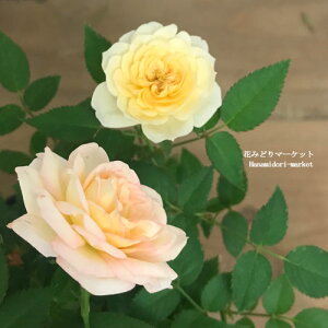ミニバラ芳香種モカフェローズ3.5号ポット香り四季咲き