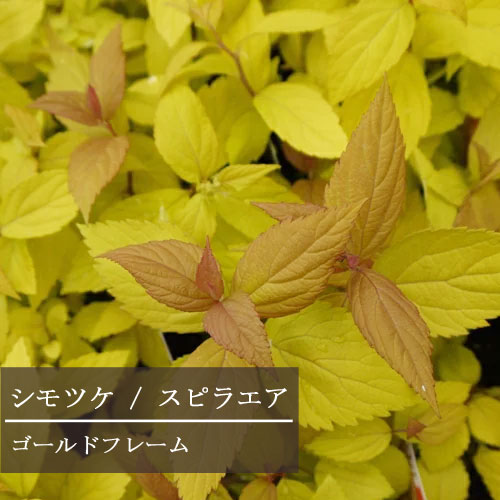 シモツケ スピラエア　ゴールドフレーム 3号ポット苗花苗 花木 多年草 宿根草 イングリッシュガーデン カラーリーフ 寄せ植え 庭木 シュラブ 低木 灌木のサムネイル