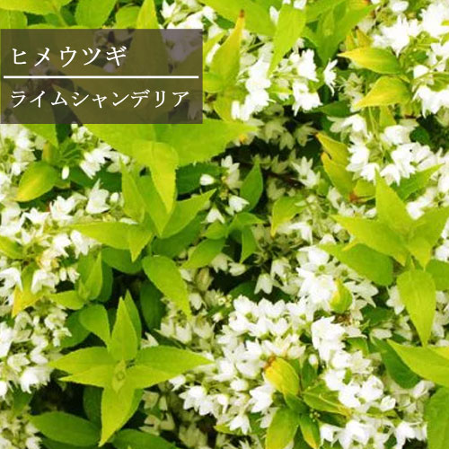 ヒメウツギ ライムシャンデリア 3～3.5号ポット苗花苗 花木 低木 カラーリーフ 耐寒 耐暑 白 ホワイト 低木 灌木 庭木 シュラブのサムネイル