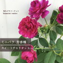 【3号 / 3.5号】ミニバラ 芳香種 スイートチャリオット 芳香 四季咲き 香り バラ苗 花苗 鉢花 ポットローズ