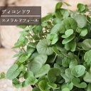 【単品 / 3個セット】ディコンドラ エメラルドフォール 2.5〜3.5号ポット苗カラーリーフ 寄せ植え 花苗 多年草 宿根草 カラーリーフ グランドカバー 寄せ植え 花壇 コンテナ ローメンテナンス