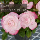 ミニバラ オプティマ ラブリープリンセス 3.5号ポット苗鉢花 花苗 ポットローズ 四季咲き ピンク 2色咲き バイカラー