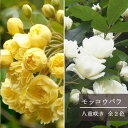 モッコウバラ 八重咲き 3.5号ポット苗つるバラ 庭木 トゲ無し 花苗 花木苗 庭木 シュラブ バラ ばら苗 バラ苗 定番 人気 丈夫