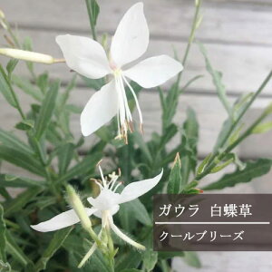 白蝶草 ガウラ 白花 3～3.5号ポット苗花苗 多年草 イングリッシュガーデン 宿根草 白 ホワイト 耐暑 暑さに強い