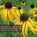 エキナセア一重咲き パラドクサ 3.5号ポット苗イングリッシュガーデン 花苗 多年草 宿根草 イエロー 黄色 耐寒性 耐暑性 夏 秋