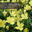 【単品 / 3個セット 】昼咲き月見草 エノテラ アフリカンサン 3号ポット苗宿根草 イングリッシュガーデンヒルザキツキミソウ オエノテラ 花苗 多年草