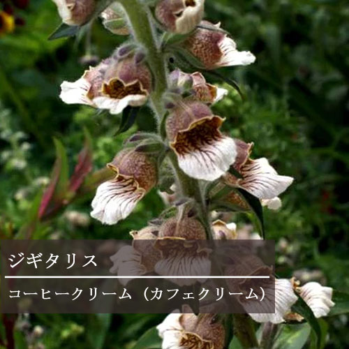 ジギタリス コーヒークリーム（カフェクリーム） 3.5号ポット苗花苗 多年草 宿根草 イングリッシュガーデン 切り花のサムネイル