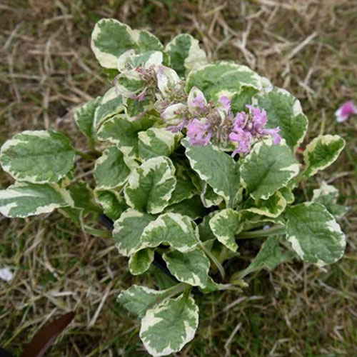 楽天市場 アジュガ ピンクライトニング 3号ポット苗イングリッシュガーデン グランドカバー ピンク 珍しい 耐寒性 日陰 シェードガーデン カラーリーフ 寄せ植え 花みどりマーケット 楽天市場店