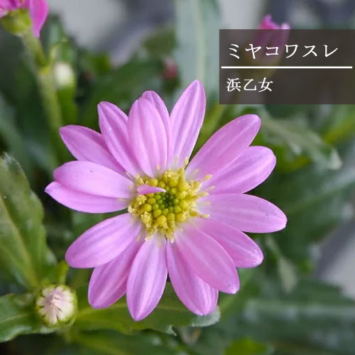 【単品 / 3個セット 】都忘れ浜乙女 3号ポット苗 ( ミヤコワスレ )花苗 多年草 宿根草 都わすれ 耐寒性 耐暑性 ピンクのサムネイル