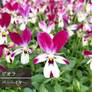 【2個セット】ビオラ バニーイヤーズ 3号ポット苗　2ポットセット 花苗 花壇 寄せ植え コンテナ 秋 冬 春 うさぎ 耐寒性