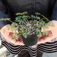 楽天市場 オルラヤ ホワイトレース 3 3 5号ポット苗オルレア イングリッシュガーデン 花苗 多年草 宿根草 ホワイト 白 耐寒性 花みどりマーケット 楽天市場店 楽天市場 オルラヤ ホワイトレース 3 3 5号ポット苗オルレア イングリッシュガーデン 花苗 多年草 宿根草 ホワイト 白 耐寒性 花みどりマーケット 楽天市場店