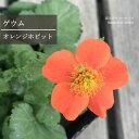 【単品 / 3個セット】ゲウム / ダイコン草 オレンジホビット 3号ポット苗花苗 多年草 イングリッシュガーデン 宿根草 耐寒性 オレンジ