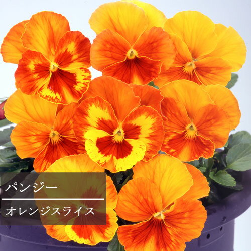 【単品 / 3個セット/5個セット】パンジー オレンジスライス 3号ポット苗 花苗 ビオラ 花壇 秋 冬 春 コ..