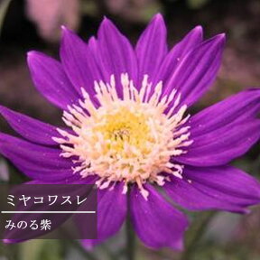 【単品 / 3個セット】都忘れ (ミヤコワスレ) みのる紫 3号ポット苗花苗 多年草 宿根草 耐寒性 パープル 紫 耐暑性 都わすれ