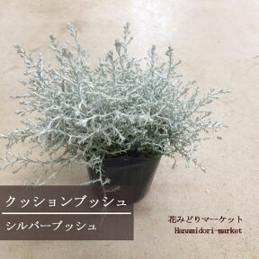 クッションブッシュ カロケファルス シルバーブッシュ 3号ポット苗 花苗 カラーリーフ 多年草 プラチーナ 寄せ植え 銀葉 シルバーリーフ